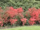 Brilliant fall colors